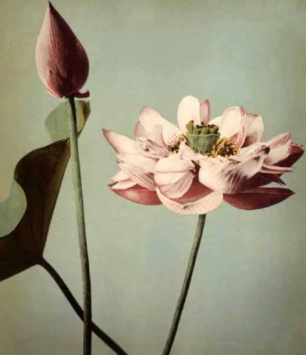 Lotus Flowers by Ogawa Kazumasa 